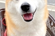 『公園に行ける！』とご機嫌な犬→実は行き先が『病院』で、注射まで打たれて…まさかの『老け過ぎた表情』に27万いいね「顔に出るタイプで草」