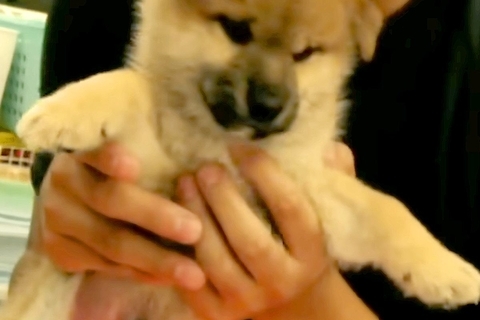 『5万円で売れ残っていた犬』を飼った結果→7歳になった現在は…あまりにも幸せな『成長の記録』が28万再生「愛が溢れてる」「素敵な家族」