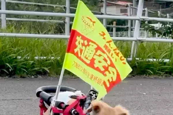 朝、車椅子の犬が『交通安全の旗』をつけてお散歩へ→一生懸命歩いて…思わず二度見する『尊いパトロール』に反響「めちゃ可愛い」「元気もらえる」