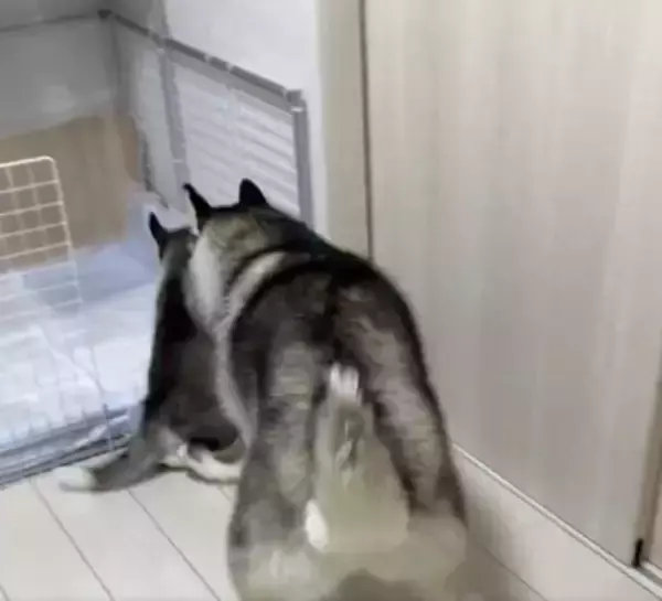 子犬に『トイレの場所』を教えるハスキー犬…優秀すぎる"教育係"に74万再生の大反響「兄者を褒めちぎる仕事したい」「賢すぎる」絶賛の声