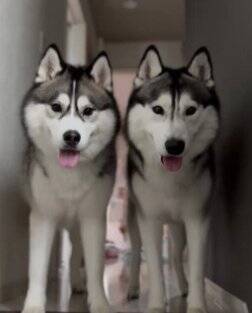 子犬に『トイレの場所』を教えるハスキー犬…優秀すぎる"教育係"に74万再生の大反響「兄者を褒めちぎる仕事したい」「賢すぎる」絶賛の声