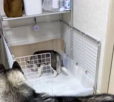 子犬に『トイレの場所』を教えるハスキー犬…優秀すぎる"教育係"に74万再生の大反響「兄者を褒めちぎる仕事したい」「賢すぎる」絶賛の声