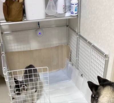 子犬に『トイレの場所』を教えるハスキー犬…優秀すぎる"教育係"に74万再生の大反響「兄者を褒めちぎる仕事したい」「賢すぎる」絶賛の声
