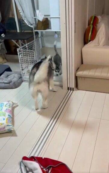 子犬に『トイレの場所』を教えるハスキー犬…優秀すぎる"教育係"に74万再生の大反響「兄者を褒めちぎる仕事したい」「賢すぎる」絶賛の声