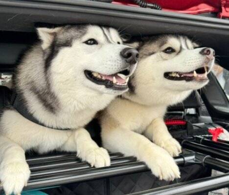 子犬に『トイレの場所』を教えるハスキー犬…優秀すぎる"教育係"に74万再生の大反響「兄者を褒めちぎる仕事したい」「賢すぎる」絶賛の声