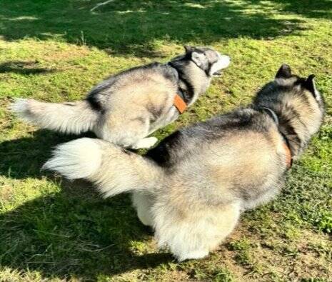 子犬に『トイレの場所』を教えるハスキー犬…優秀すぎる"教育係"に74万再生の大反響「兄者を褒めちぎる仕事したい」「賢すぎる」絶賛の声