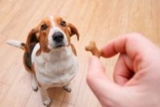 犬に『おやつ』与えすぎな量とは？食べ過ぎによる悪影響や適正量まで解説