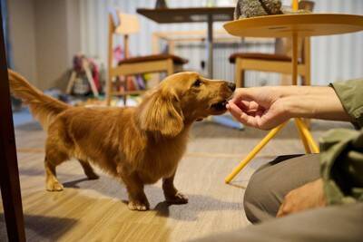 犬に『おやつ』与えすぎな量とは？食べ過ぎによる悪影響や適正量まで解説