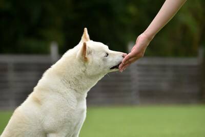 犬に『おやつ』与えすぎな量とは？食べ過ぎによる悪影響や適正量まで解説