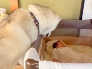 赤ちゃんを溺愛している大型犬→来客があると、守るかのように…家族愛を感じる『素敵な行動』が14万再生「頼もしい」「完璧なボディーガード」