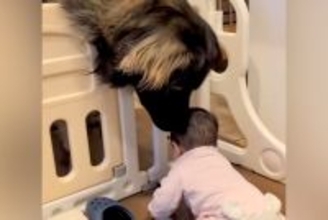 体重差50キロもある『赤ちゃんと超大型犬』→生まれた時から一緒に暮らして…本当の兄妹のような『尊いやり取り』に11万再生の反響