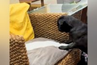 亡くなった猫の四十九日に、仲良しだった犬が…帰ってきたとしか思えない『衝撃の行動』が82万再生「遊んでる…」「猫パンチ繰り出してるね」