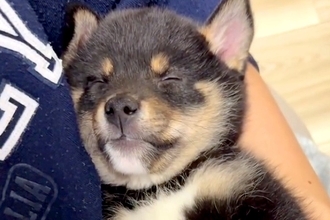 障がいを持ち『格安でいいよ』と言われた子犬→覚悟を決めて迎えた結果…『感動の物語』に反響「素敵な縁」「飼い主さんのこと待ってたのかも」