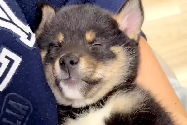 障がいを持ち『格安でいいよ』と言われた子犬→覚悟を決めて迎えた結果…『感動の物語』に反響「素敵な縁」「飼い主さんのこと待ってたのかも」