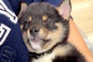 障がいを持ち『格安でいいよ』と言われた子犬→覚悟を決めて迎えた結果…『感動の物語』に反響「素敵な縁」「飼い主さんのこと待ってたのかも」