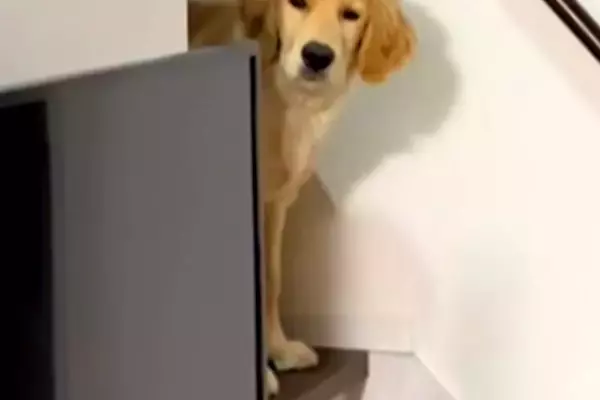 夜遅くに帰宅→眠っていた大型犬が『お出迎え』してくれて…愛を感じる『寝ぐせ』に反響「ボサボサで草」「寝ぼけ眼可愛すぎｗ」と２万再生