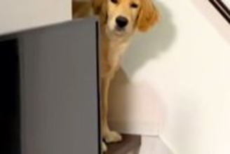 夜遅くに帰宅→眠っていた大型犬が『お出迎え』してくれて…愛を感じる『寝ぐせ』に反響「ボサボサで草」「寝ぼけ眼可愛すぎｗ」と２万再生