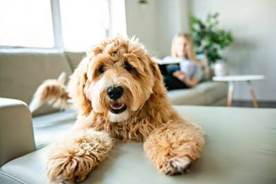 犬の『幸福度』をあげる方法５選　日々の暮らしに幸せを感じているワンコの共通点とは？