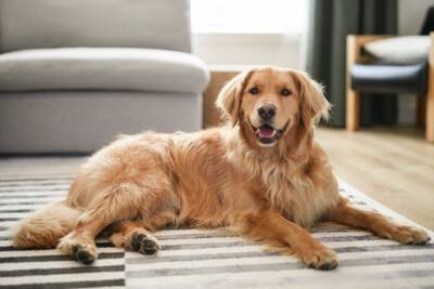 犬の『幸福度』をあげる方法５選　日々の暮らしに幸せを感じているワンコの共通点とは？
