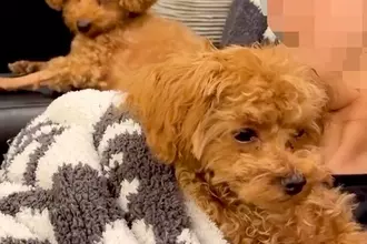 子犬を抱っこしたら、先輩犬が『ママを取られた』と勘違いして…わかりやす過ぎる『嫉妬の表情』が143万再生「目力ハンパなくて草」「怒りｗ」