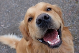 犬から『愛情』を感じる瞬間5つ　愛犬が飼い主に大好きを伝えているときにみせる行動とは？