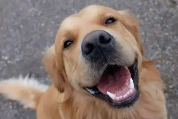 犬から『愛情』を感じる瞬間5つ　愛犬が飼い主に大好きを伝えているときにみせる行動とは？