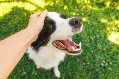 犬から『愛情』を感じる瞬間5つ　愛犬が飼い主に大好きを伝えているときにみせる行動とは？
