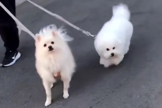 犬たちの『ママとパパへの対応の差』を見比べてみた結果…想像以上の『態度の違い』が74万再生「清々しいほどの雲泥の差」「パパどんまいｗ」