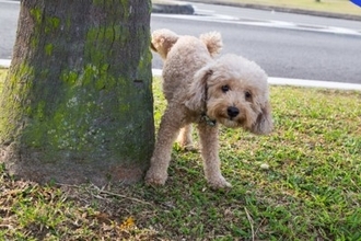 犬が『何度もおしっこをする』理由４選　主な原因や病院に連れて行くべき症状まで
