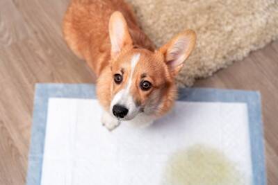 犬が『何度もおしっこをする』理由４選　主な原因や病院に連れて行くべき症状まで