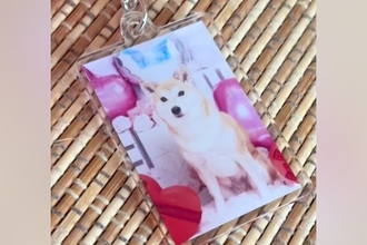 オーディションに参加した犬→『応募時の写真』と実際の顔を比較したら…加工詐欺にしか見えない『違いすぎる光景』に反響「別犬で草」「じわる」