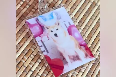 オーディションに参加した犬→『応募時の写真』と実際の顔を比較したら…加工詐欺にしか見えない『違いすぎる光景』に反響「別犬で草」「じわる」
