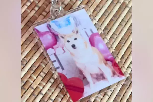 オーディションに参加した犬→『応募時の写真』と実際の顔を比較したら…加工詐欺にしか見えない『違いすぎる光景』に反響「別犬で草」「じわる」