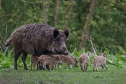 犬が遭遇すると危険な『野生動物』5選　散歩中に出くわしてしまったらどうすべき？
