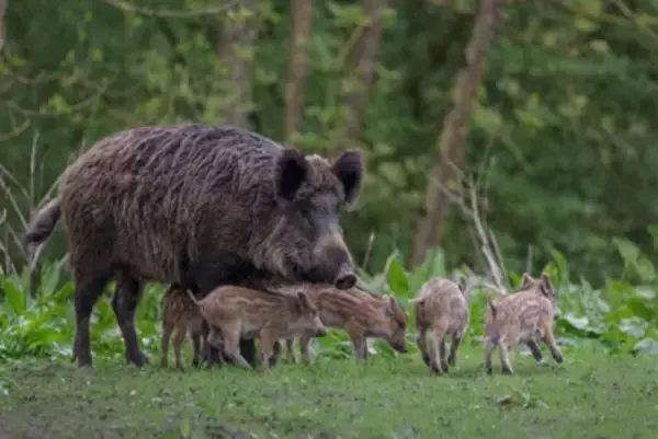 犬が遭遇すると危険な『野生動物』5選　散歩中に出くわしてしまったらどうすべき？