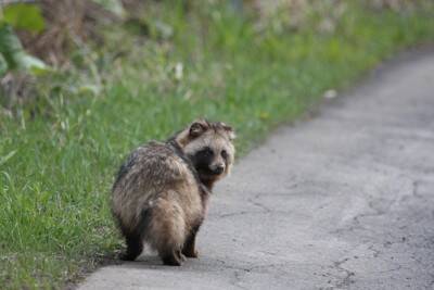 犬が遭遇すると危険な『野生動物』5選　散歩中に出くわしてしまったらどうすべき？