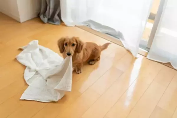 犬に『イライラ』したときの絶対NG行為4選　不機嫌な飼い主による愛犬への悪影響とは