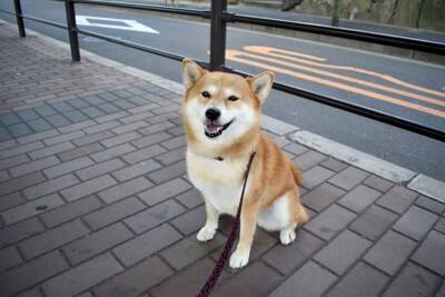 犬が『認知症』になっているときの症状5つ　治療法はあるの？予防のためにできることまで