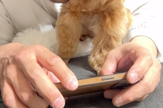 スマホを見ていたら、横にいた犬が『構って』と甘えてきて…人間のような『愛の伝え方』に5万いいね「なんて羨ましい」「可愛すぎて泣けてきた」