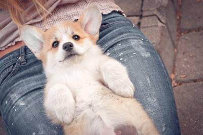 犬が見せる『あざとい仕草』6つ 可愛いだけで済ませてはいけない?注意が必要な場合も