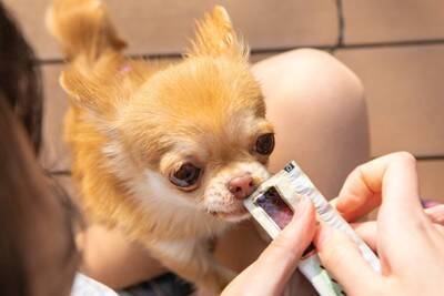 犬が寝ているときに飼い主がしてはいけない『絶対NG行為』7つ　今すぐにやめるべき行動とは？