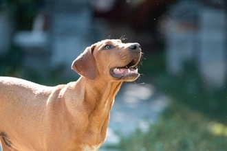 犬の里親に絶対なってはいけない人の特徴５選　検討する前に知っておくべき現実とは？