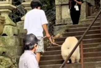 犬と一緒に『379段の階段を登った』結果→やる気に満ち溢れていたのに…まさかの展開が53万再生「米俵で草」「最後の顔ｗｗ」と爆笑の声も