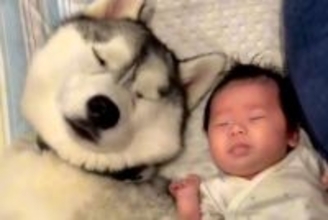 『赤ちゃんに育てられた大型犬…？』一緒に過ごしていくうちに覚えてしまった『まさかの行動』が153万再生「大きな赤ちゃんで草」「可愛すぎ」