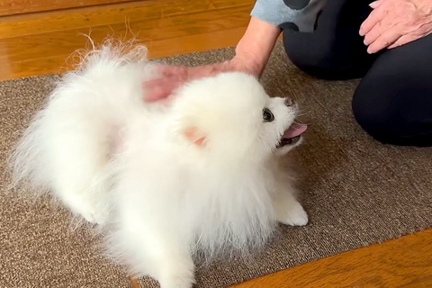 実家へ帰省し『おばあちゃん』と再会した犬→いつまでも続いてほしい『優しいひととき』に反響「なんだか泣けてきた」「帰りたくなくなる」