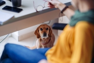 犬がみせる『ツンデレ』すぎる行動3つ　冷たい態度をとってきたときの対処法とは？