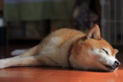 犬がみせる『ツンデレ』すぎる行動3つ　冷たい態度をとってきたときの対処法とは？