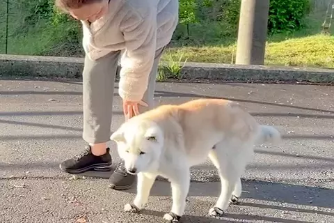 目が悪くなってきたおばあちゃん犬→それでもお外を歩きたくて…あまりにも尊い『お散歩を楽しむ光景』に反響「愛が詰まってる」「ほっこり」