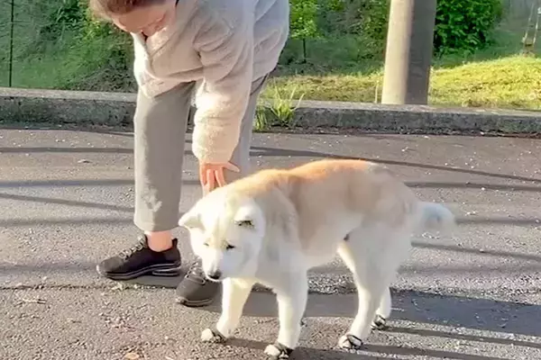 目が悪くなってきたおばあちゃん犬→それでもお外を歩きたくて…あまりにも尊い『お散歩を楽しむ光景』に反響「愛が詰まってる」「ほっこり」