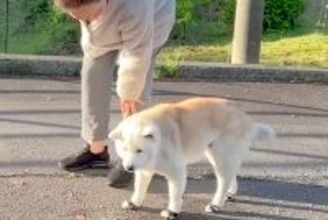 目が悪くなってきたおばあちゃん犬→それでもお外を歩きたくて…あまりにも尊い『お散歩を楽しむ光景』に反響「愛が詰まってる」「ほっこり」
